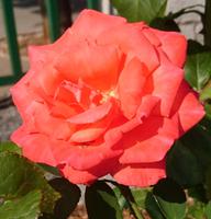 Rose in Lipica