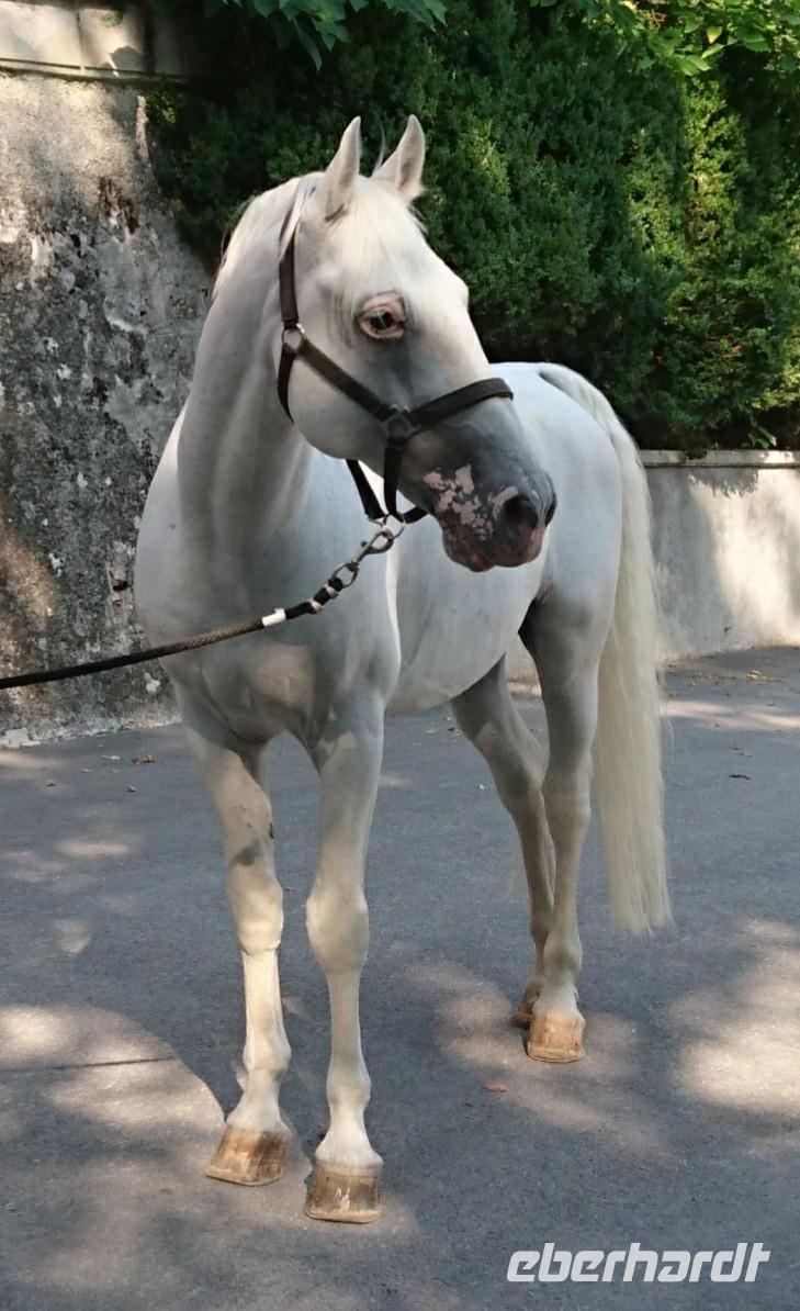 Wunderschöne Tiere, diese Lippizaner