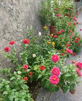 Es blüht in Stanjel