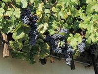 Die älteste Weinrebe der Welt in Maribor