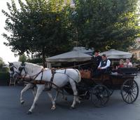 Ja, auch hier kann man durch die Altstadt mit der Kutsche fahren und natürlich mit Lipizanern