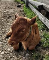 Die leckere Milch wird von den Sennern zu allerlei Köstlichkeiten verarbeitet
