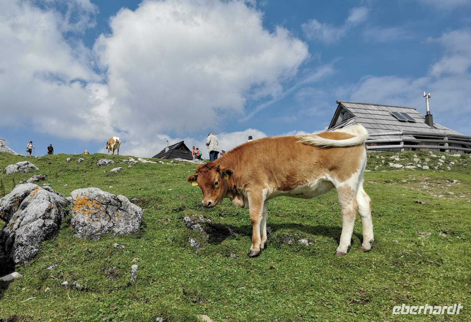Natürlich gibt es Kühe auf der Alm, Velika Planina