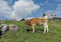 Natürlich gibt es Kühe auf der Alm, Velika Planina