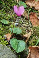 Alpenveilchen mitten im Wald, Slap Savica