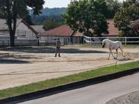 Ein Lippizaner beim Training