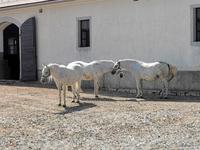 Lippizaner vor dem Stall