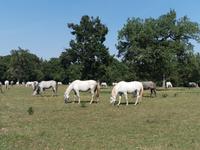 Die Stuten mit ihren braungrauen Fohlen laufen frei auf den Koppeln herum, Lipica