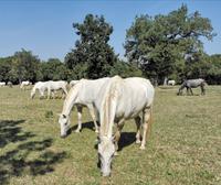 Lippizanerstuten mit ihren Fohlen vor dem Gestüt auf den Koppeln