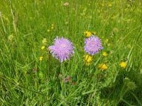 Wiesen in Skalce.jpg