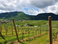 Im Hintergrund: Ruine des alten Schlosses auf Konjiska Gora.jpg