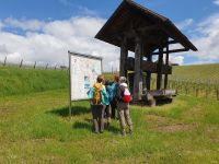 Weinberge von Slovenske Konjice.jpg