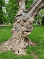 Baum im Stadtpark Maribor.jpg
