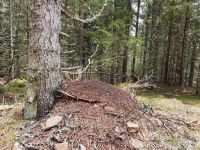 Rogla Hochebene: Ameisenhügel.jpg