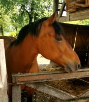 Unser Käseverkostungshof hat auch Pferde, Srednja vas v Bohinju