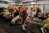 Die Kühe des Bauernhofes liefern die Milch für die leckeren Käsesorten