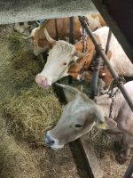 Die Kühe der Käserei stehen im Erdgeschoß und wir sitzen darüber und probieren Käse