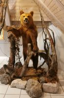 Braunbär im Triglav Nationalparkmuseum