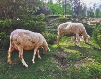 Auf dem Vrisc Pass kommen uns die Schafe entgegen