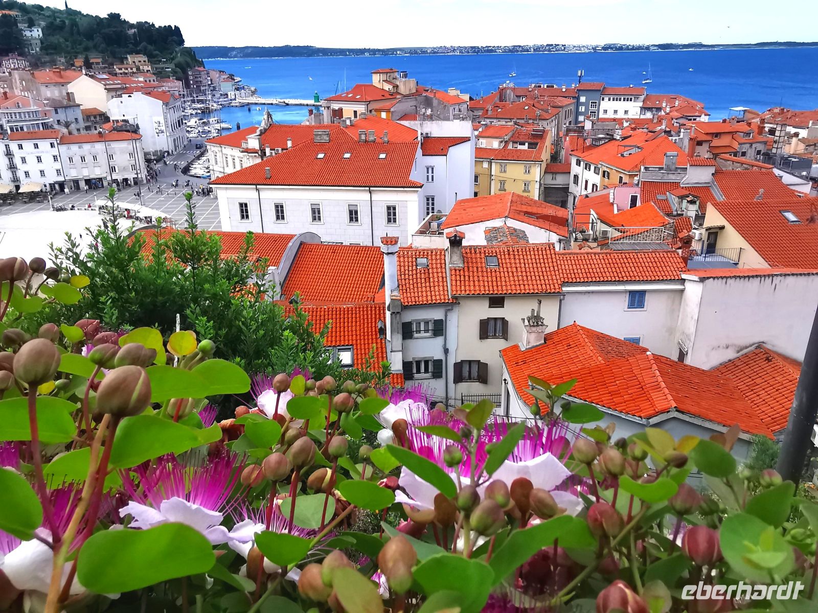 Blühende Kapern und Aussicht auf Piran