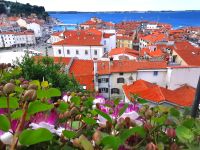 Blühende Kapern und Aussicht auf Piran