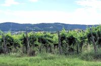 Weinstöcke bei Koper