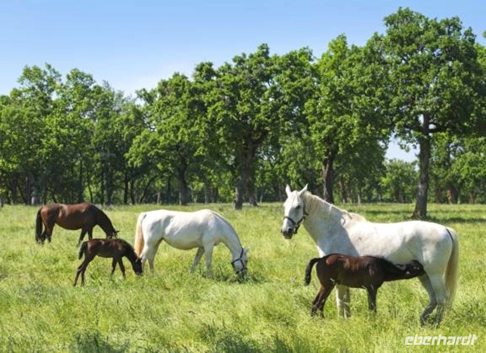 Die Lipizanerstuten mit ihren Fohlen in Lipica