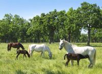 Die Lipizanerstuten mit ihren Fohlen in Lipica