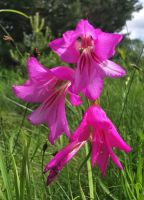 Sumpfsiegwurz am Sickersee