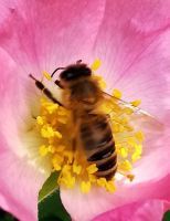 Biene beim Nektar sammeln, Sickersee