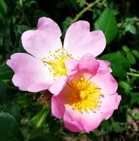 Die Hundsrosen blühen am Sickersee