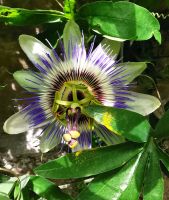 Blüte einer Passionsblume