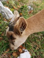 Auch oben schmeckt das Gras