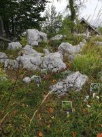 Kleiner alpinen Kräutergarten 