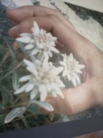 Mancher Bergsteiger ließ sein Leben wegen dieser Blume in den Bergen ......