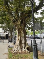 Die Platanas sind der Schmuck Ljubljanas