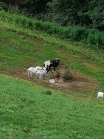 Heutiger Hofbewohner 