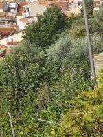 Trotzdem noch Platz für Kräuter und Gebüsch