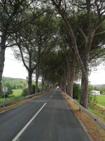 Die berühmte Kieferallee