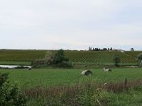 Die Weinberge von Kopergegend