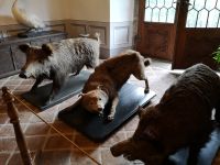 Die Bewohner in umliegenden Wälder 