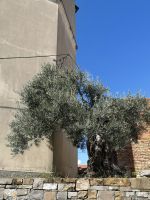 Ein Zeitzeuge - Olivenbaum 
