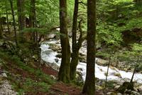 217 Bohinj, Savica