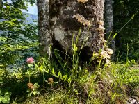 Baumpilz und Klee am Bohijnsee