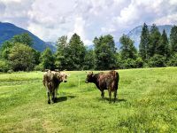 Sie sind die Lieferanten von dem Käse und der leckeren Wurst, die wir verkosten dürfen