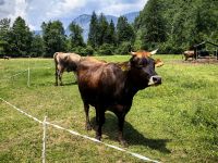 Dorfidylle in Bohinsjka Bistrica