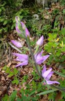Waldvöglein, eine Orchideenart wächst am Wegesrand in Starina Fuzina