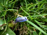 Der Enzian ist noch nicht aufgeblüht, Vrsic Paß