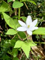 Anemonioides quinquefolia, Vrsic Paß