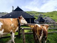 Kuh Rosa will nicht so, wie der Senner will und schleicht sich ins Haus